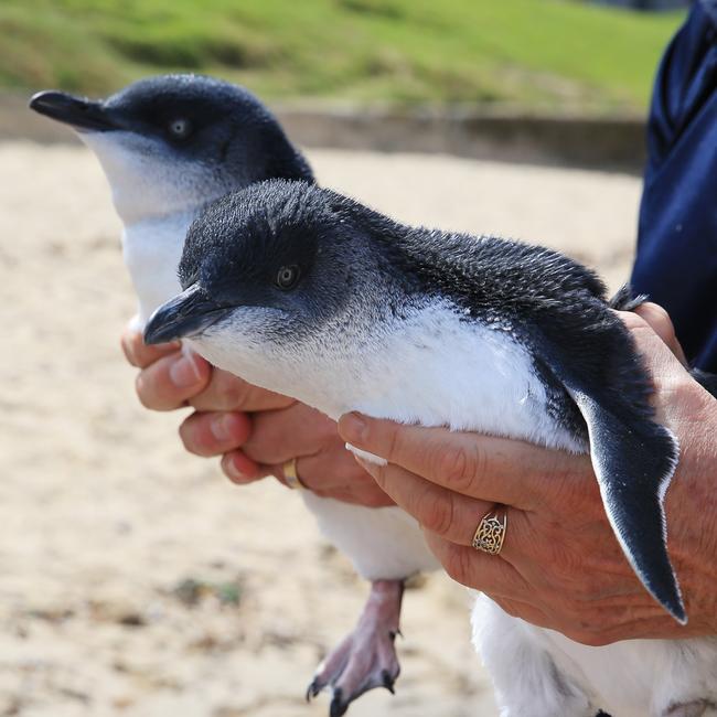 Two injured little penguins were returned to the sea at Fairlight Beach by Taronga Zoo vets in 2015. Picture: Toby Zerna