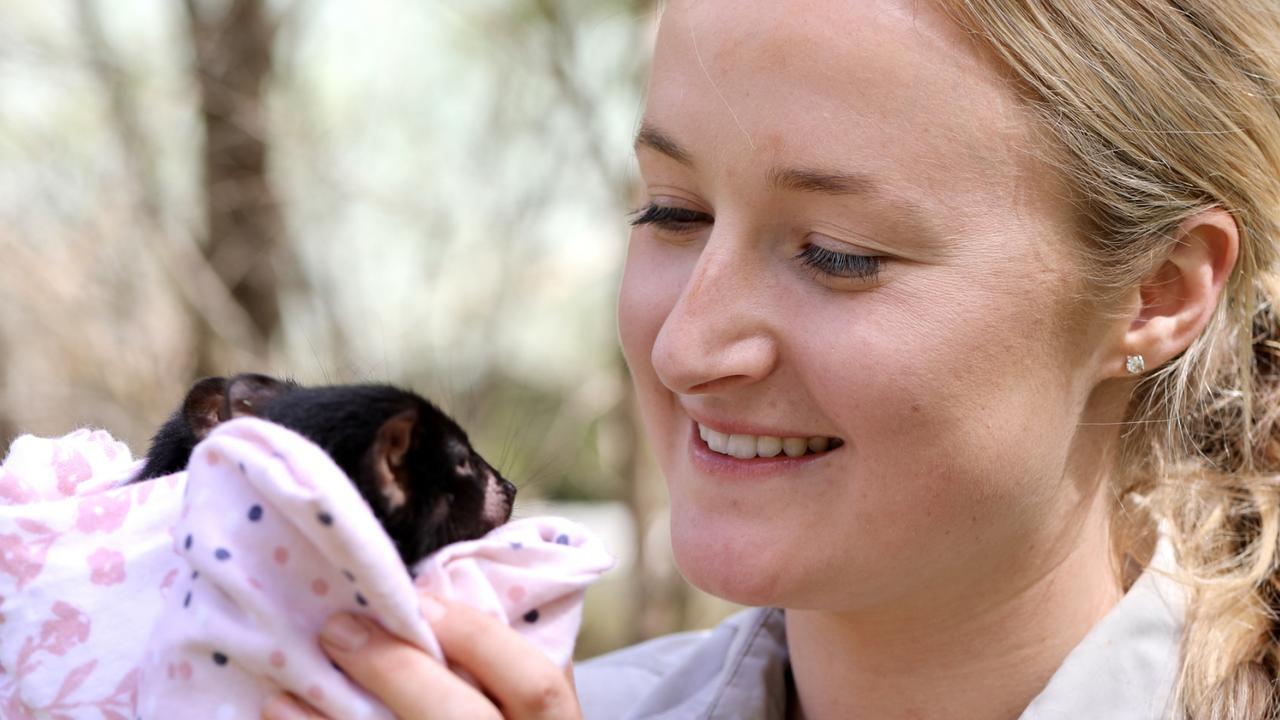 Tasmanian devils raised at Australian Reptile Park returned to Aussie