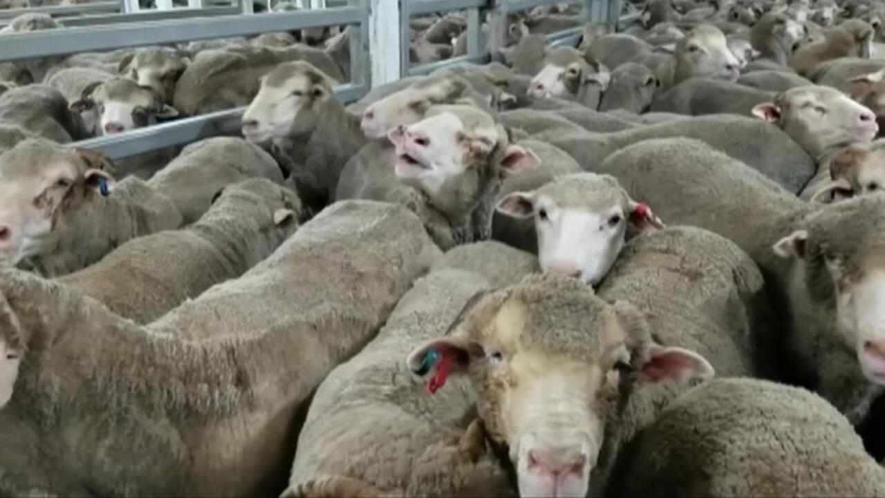 People ‘concerned’ about the impact of live sheep industry