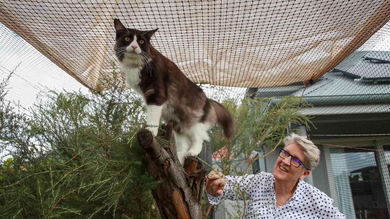 Cat enclosures central clearance coast