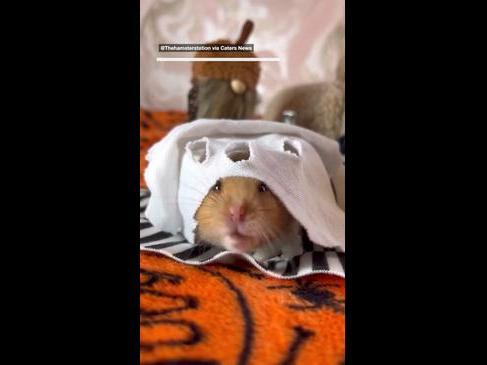 Hamster thrown adorable halloween party bash