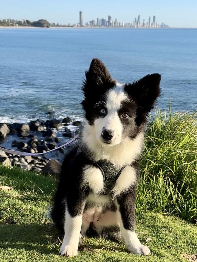 Burleigh Heads border collie Tally. Border collies are the Gold Coast's fourth most popular dog.