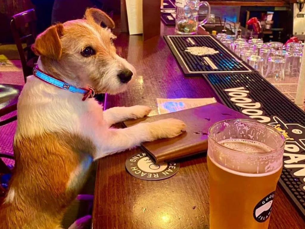 A pup peruses the Freddie Wimpoles menu. Picture: Instagram