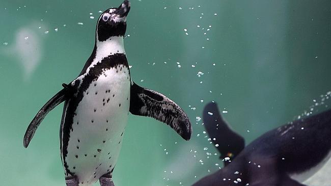 Anxious ... Humboldt penguins at a British sanctuary are being medicated for depression. Picture: Johan Ordonez