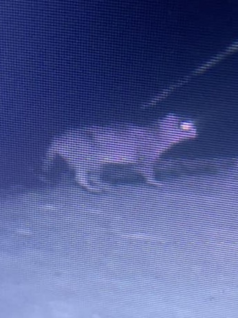 What appears to be a big feral cat was captured on security camera on Connie Ransley's Colebrook farm in Tasmania. Photo: Supplied