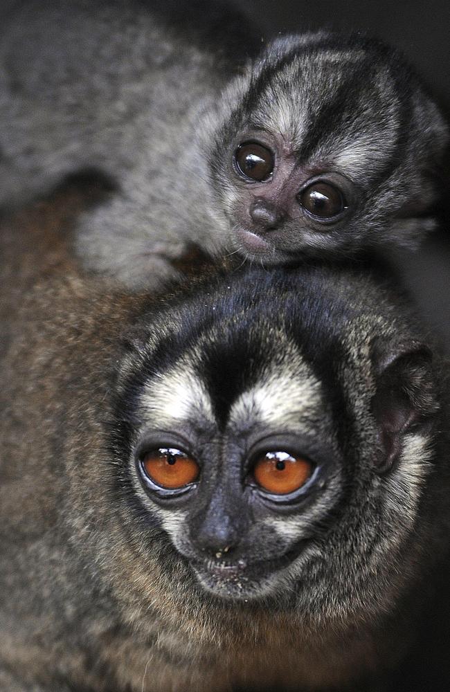 Doting parents: Owl monkey fathers look after their children. AP Photo/Luis Benavides