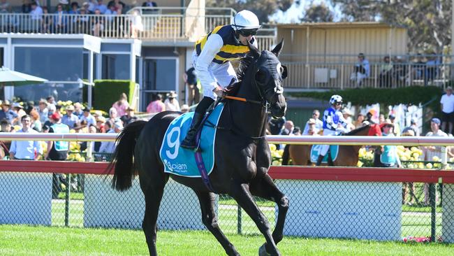 Sea King (GB) on the way to the barriers prior to the Bendigo Cup. (Photo by Pat Scala/Racing Photos via Getty Images)