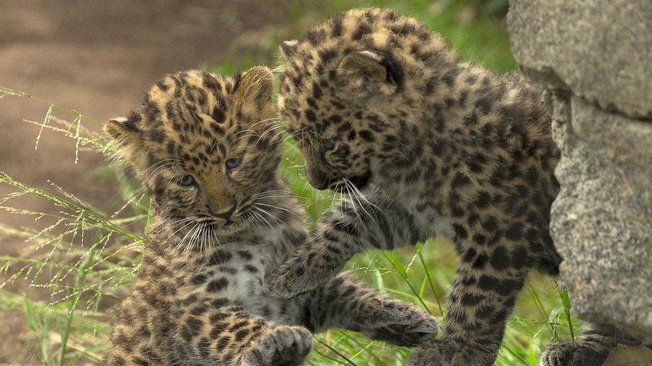 Amur leopard cubs playing at the San Diego Zoo when they were only a few weeks old in 2018. Picture: supplied