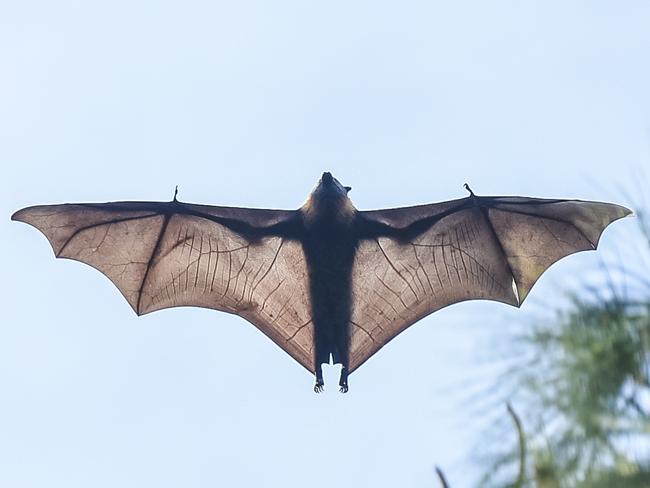 Rehabilitated bats.Bat women, Sue Westover has been leading the charge and is starting up a new bat rescue organisation. Pictured at Botanic park. Adelaide.Monday 25 May 2020 Pic Roy Van Der Vegt