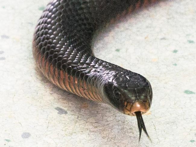 The snakes are definitely on the move, as this red-bellied black snake pokes his head out after being removed from a South Grafton business on Friday.