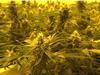 Endometriosis sufferers turn to illegal cannabis