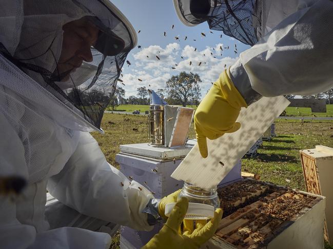 EMBARGO FOR TWAM 06 AUGUST 2022. FEE MAY APPLY.  Varroa mite: Peter O'Shanessy and David Dean take examine hives and take bee samples for testing, near Paterson, NSW Central Coast, 13 July, 2022. TWAM/Nick Cubbin