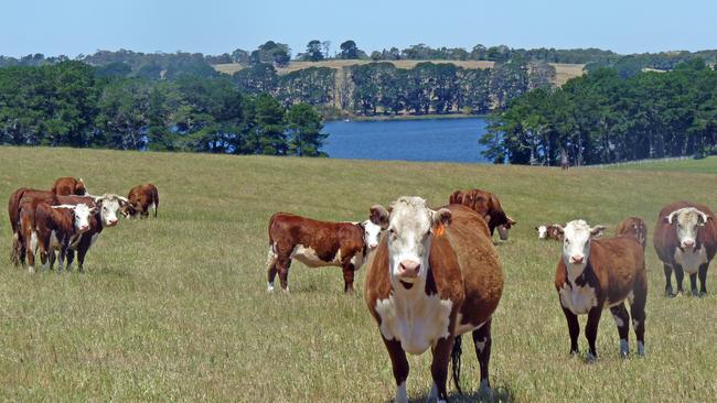 Producers are being reminded to look at all of the information when deciding what rate they can afford when buying cattle.