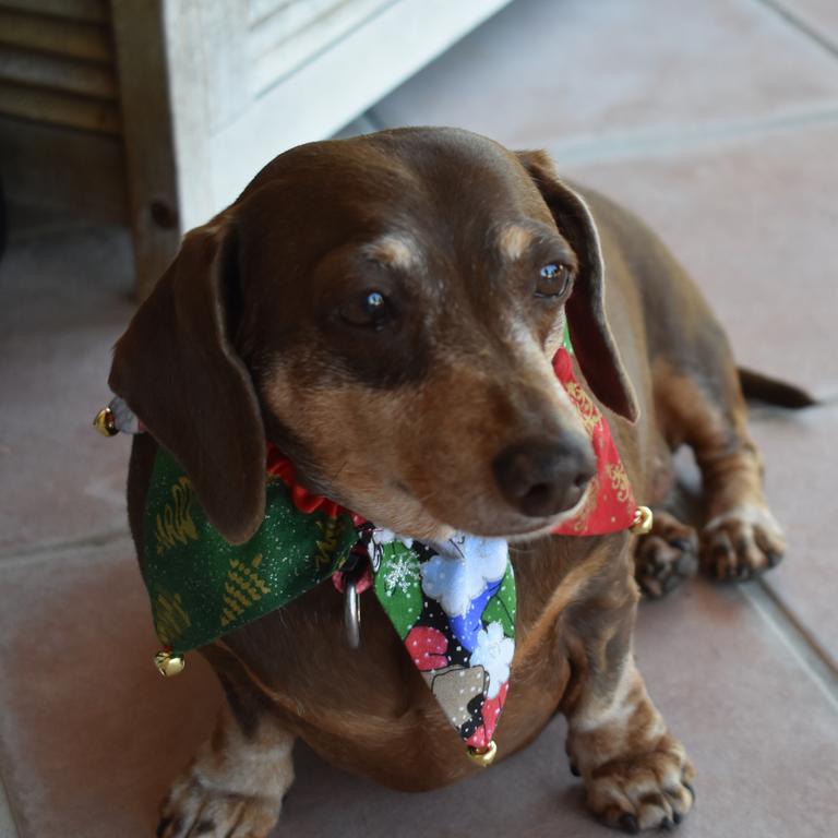 Cutie Delilah having a little sit down at the Mackay Dachshund Christmas Party. Photo: Janessa Ekert