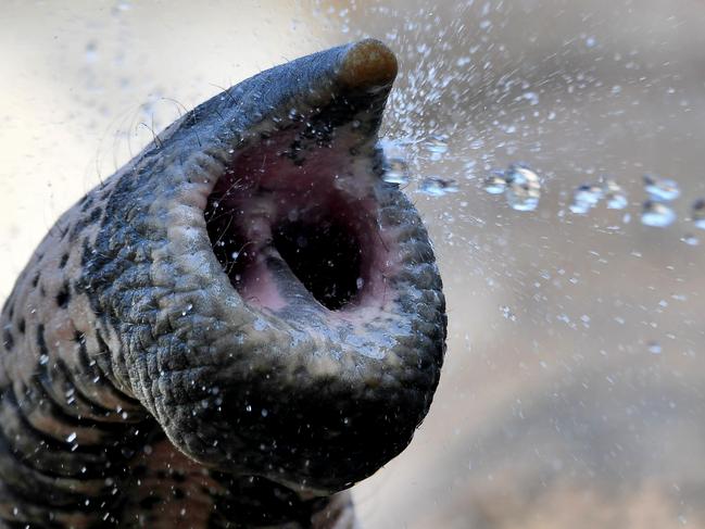 the trump of an eighteen-year old elephant bull Assam is sprayed with water by its keeper (unseen) in a pool of Budapest Zoo and Botanic Garden on August 10, 2017. Picture: AFP PHOTO