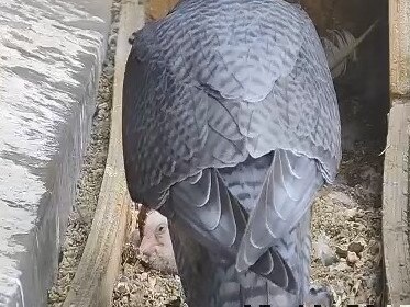 A peregrine falcon with a chick at 367 Collins St.