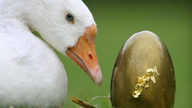 Do you know the full story about the goose that laid the golden egg? If not, read on.