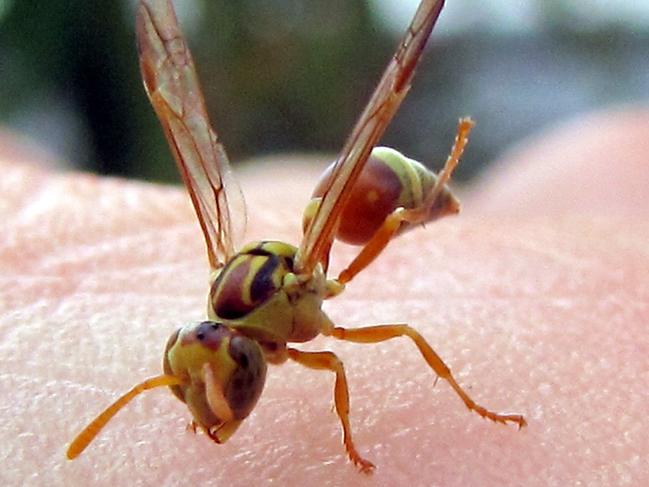 The wasps can be aggressive when they feel their nest is threatened. Picture: Steve Cruickshank