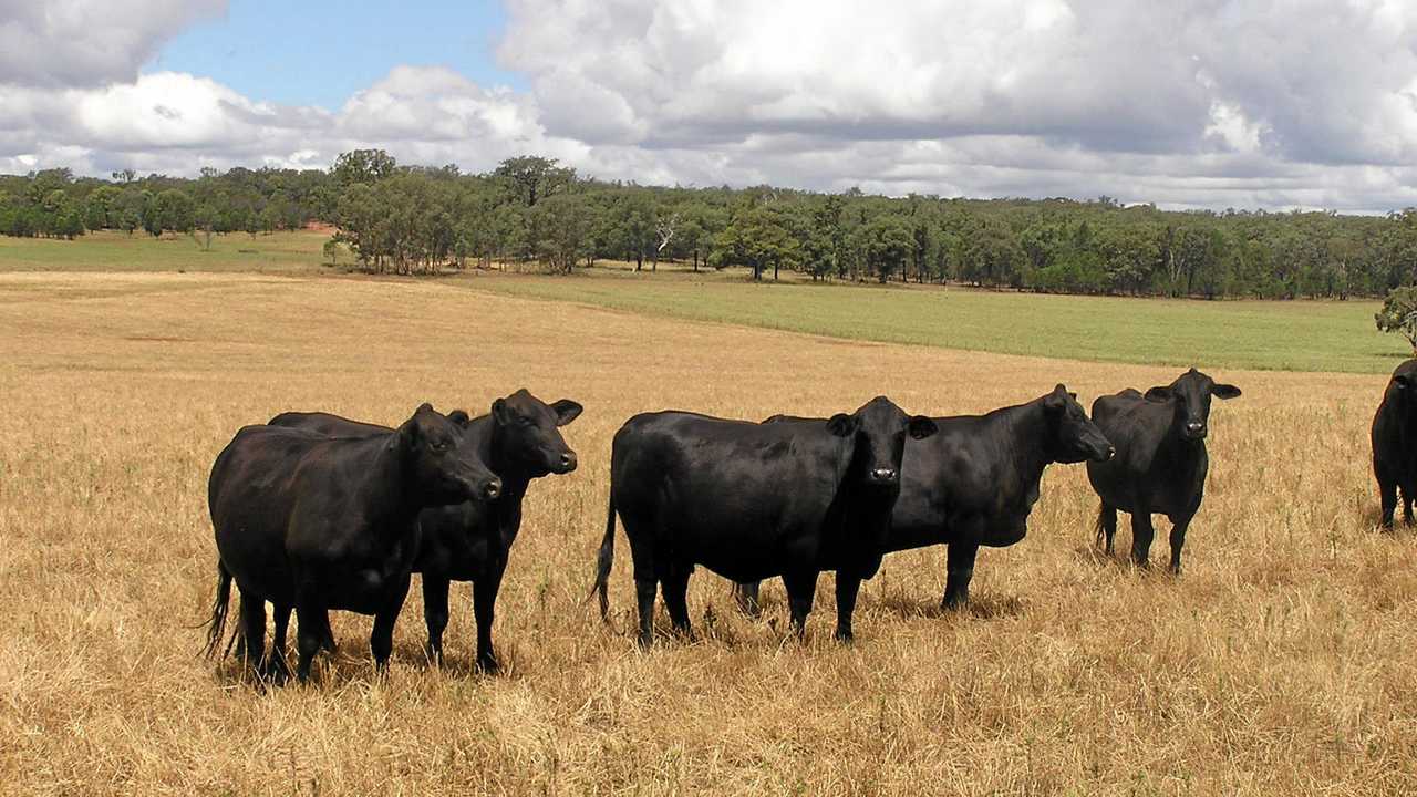 10 times cows have made the news in Bundaberg | The Courier Mail