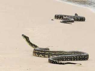 Two coastal carpet pythons put on a fascinating display on the water’s edge at Yamba’s Whiting Beach.