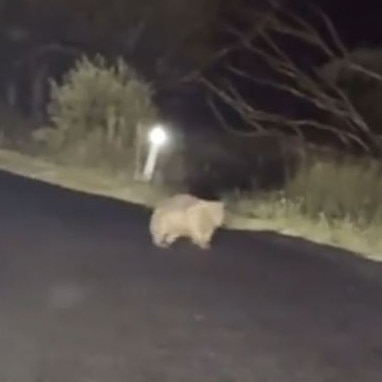 The mother is seen chasing the woman across the road. Picture: Instagram/SamJones