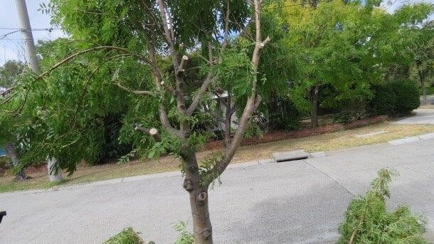 44 trees across 12 streets in Monash were vandalised and cut down overnight Monday.