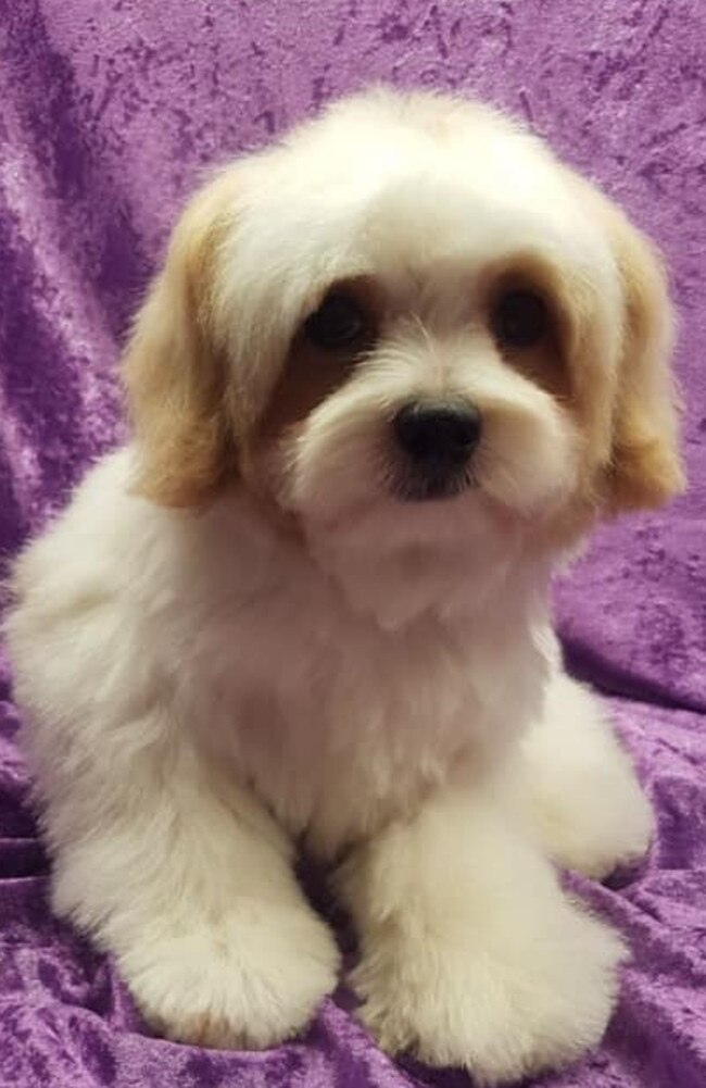 Gus: Angie Bishop's 1 and a half year old Maltese x Poodle