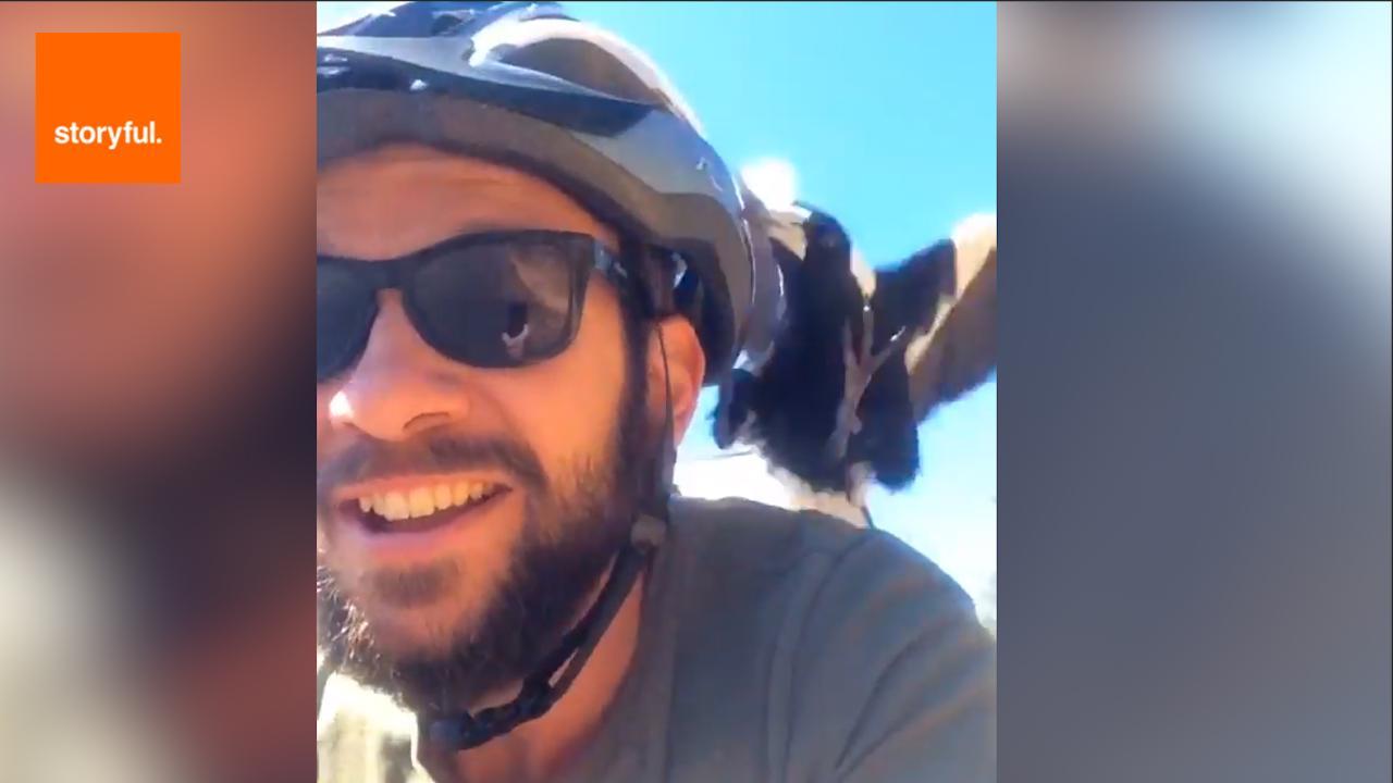 AU NSW:    Magpie Attacks Easy Going Cyclist   September 17