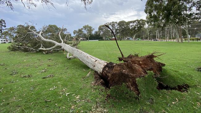 Adelaide Storm on Tuesday December 11, 2023. Trees down around Stonyfell Rd and Reserve. Picture: Roy Van Der Vegt