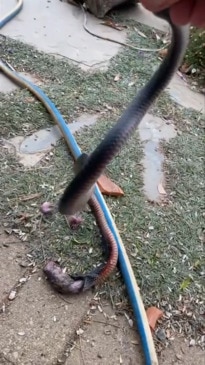 Red belly black snake caught eating whole family of mice