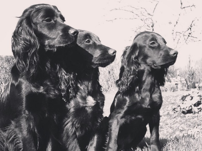 Lupo (and siblings) was a major part of the Wales’ life. Picture: Supplied