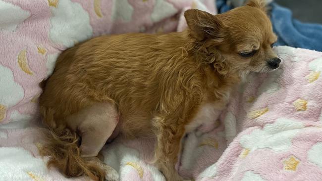 Pixie after receiving treatment on her right hind leg after the August 2022 attack.