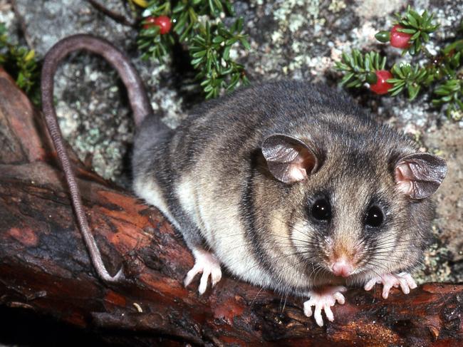 Mountain pygmy possum.