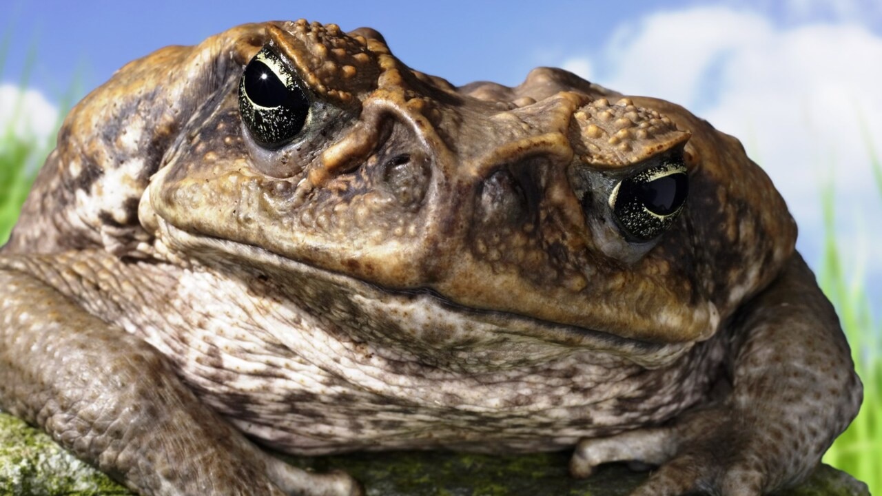 'Work for the Dole' recipients should pick up cane toads: Hanson