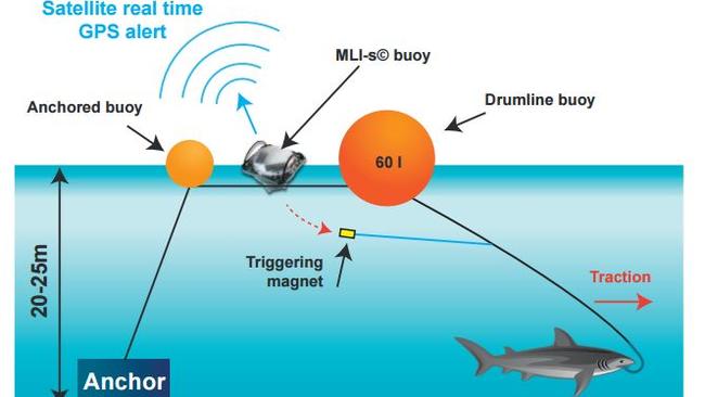 A hundred ‘smart drumlines’ off northern New South Wales may buy ...