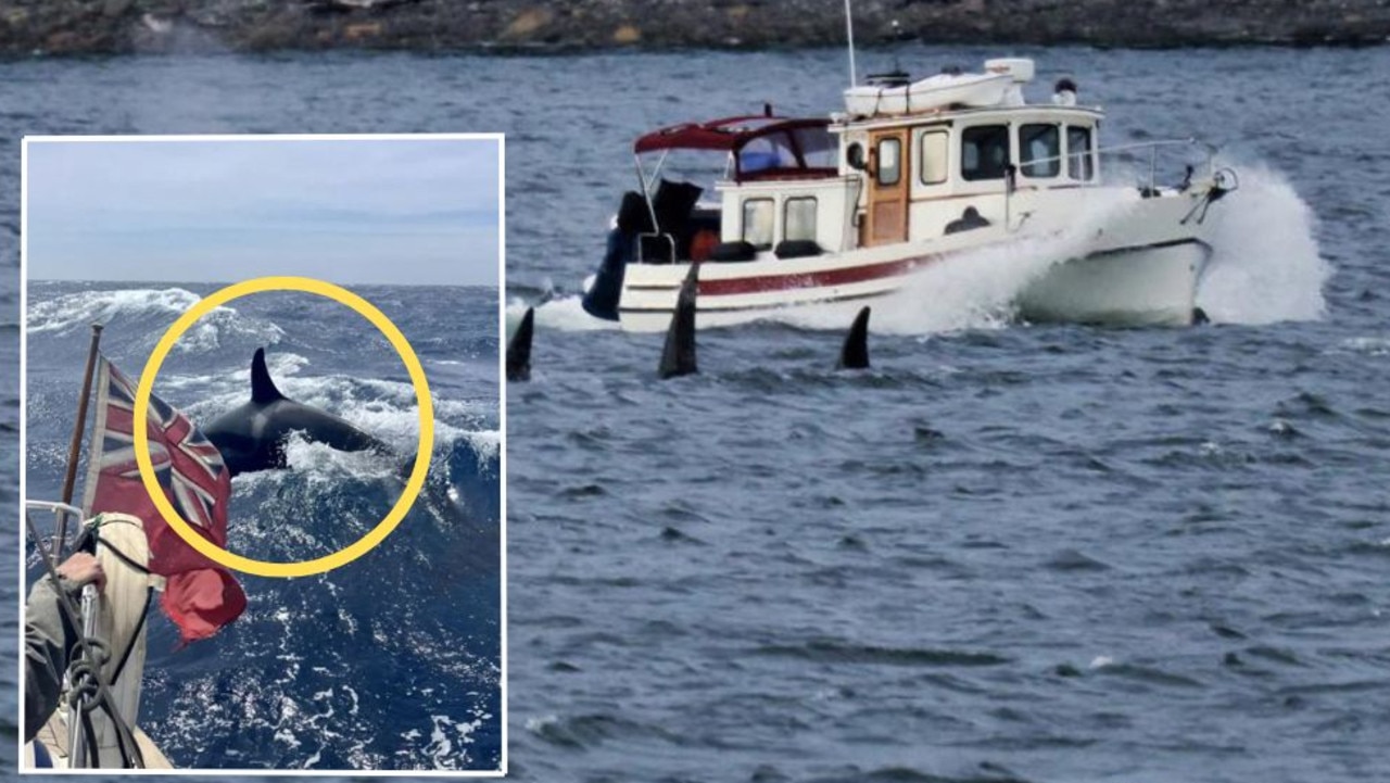 Killer whale gang sink another yacht