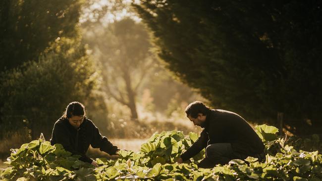 Harvesting from the garden at Dairy Flat, Daylesford, Victoria.