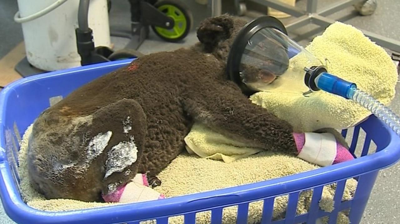 The Koala Hospital in Port Macquarie said this koala found at Lake Innes Nature Reserve had burns to his hands and feet and singeing of 90 per cent of the body. Picture: Koala Hospital, Port Macquarie