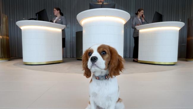 Charli the dog, pictured at the hotel’s reception, was very popular. Picture: NCA NewsWire / Kelly Barnes