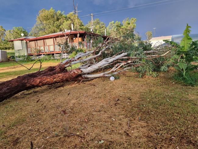 Tree down, Kingaroy