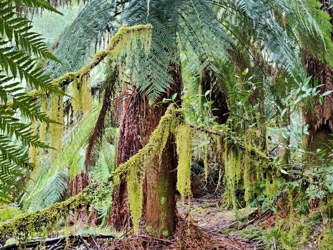 Man-ferns along the pink-ribbon pathway in the coupe. Picture AMANDA DUCKER