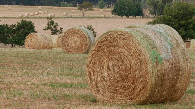 Round bales in paddocks are proving less attractive to mice than bales stored in sheds. Picture: Andy Rogers