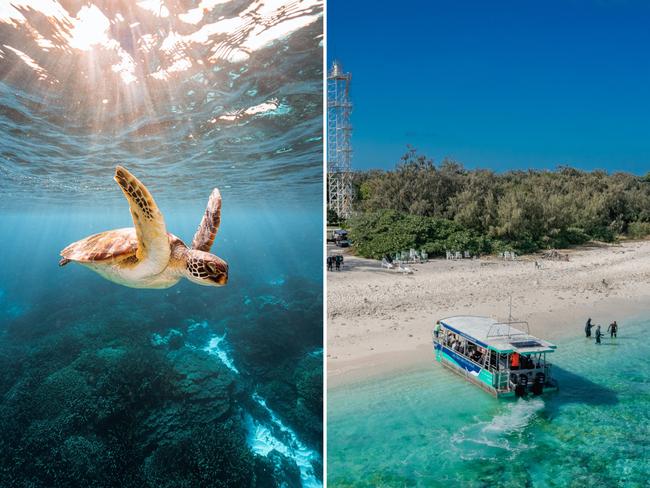 Hatching, nesting, swimming: Ultimate guide to turtle travel in Qld