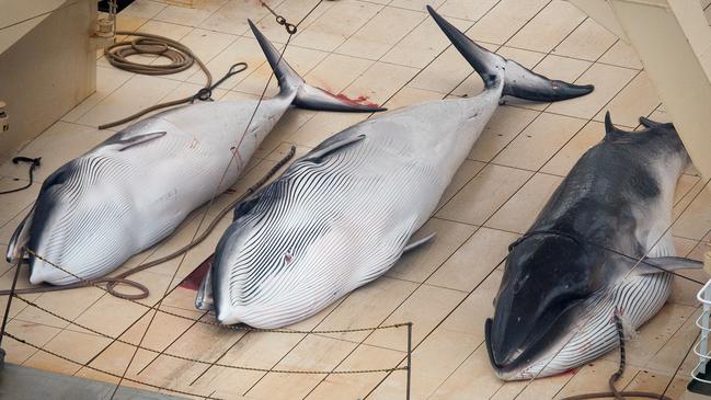 A 2014 image of three dead minke whales on the deck of the Japanese whaling vessel Nisshin Maru in the Southern Ocean. Picture: AP Photo/Tim Watters/Sea Shepherd