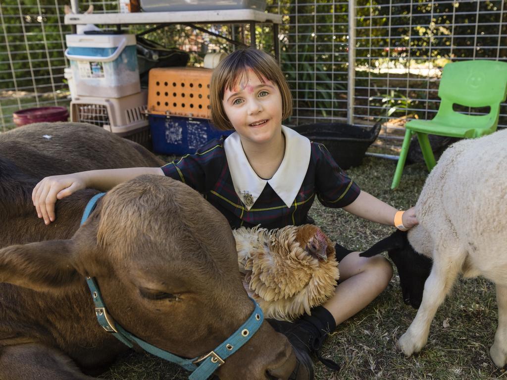 Adelaide Cherry with Loki the miniature cow, Carmel the chicken and Vortex the sheep at the Fairholme College Spring Fair, Saturday, October 21, 2023. Picture: Kevin Farmer