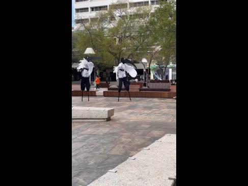 Ibis performance art baffles Perth residents