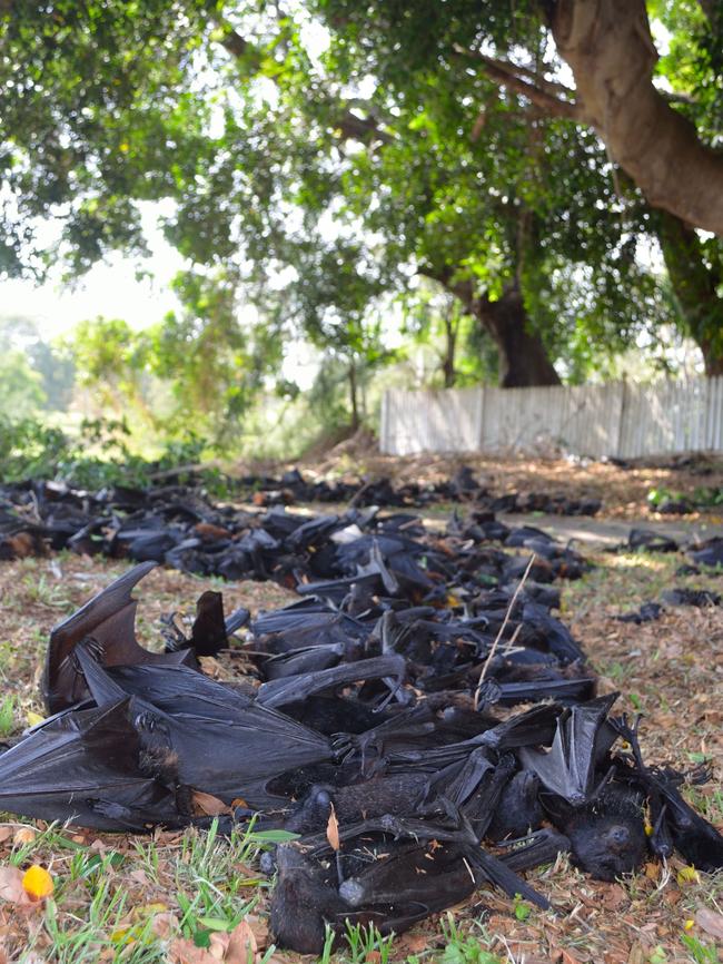 Bats dropping from trees due to extreme heat stress in Casino, NSW. Picture: Supplied