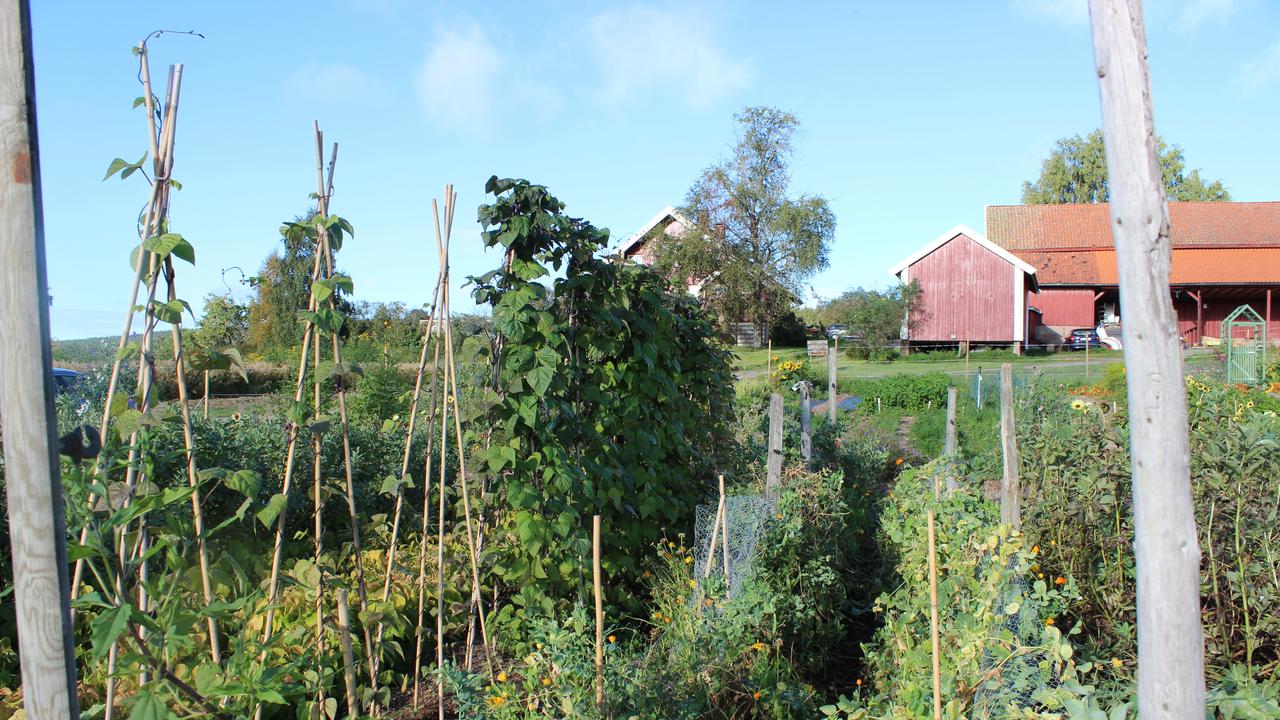 The bean patch at Kirkeby.