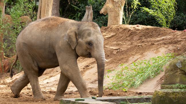 Melbourne Zoo elephant Marli.