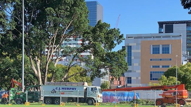 The fig trees faced Harris St. Picture: Noel Dona